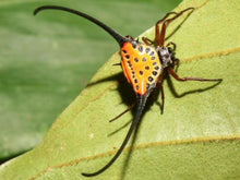 Load image into Gallery viewer, Long-Horned Orb Weaver/Curved Spiny Spider [Macracantha arcuata] in Floating Mini Frame
