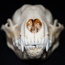 Load image into Gallery viewer, Raccoon Skull
