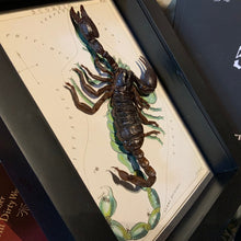 Load image into Gallery viewer, Scorpion Scorpio Zodiac
