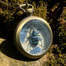 Load image into Gallery viewer, Blue Weevil Pendant Necklace
