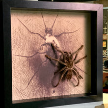 Load image into Gallery viewer, Bird Eating Tarantula  [Joseph Apoux Art Print]
